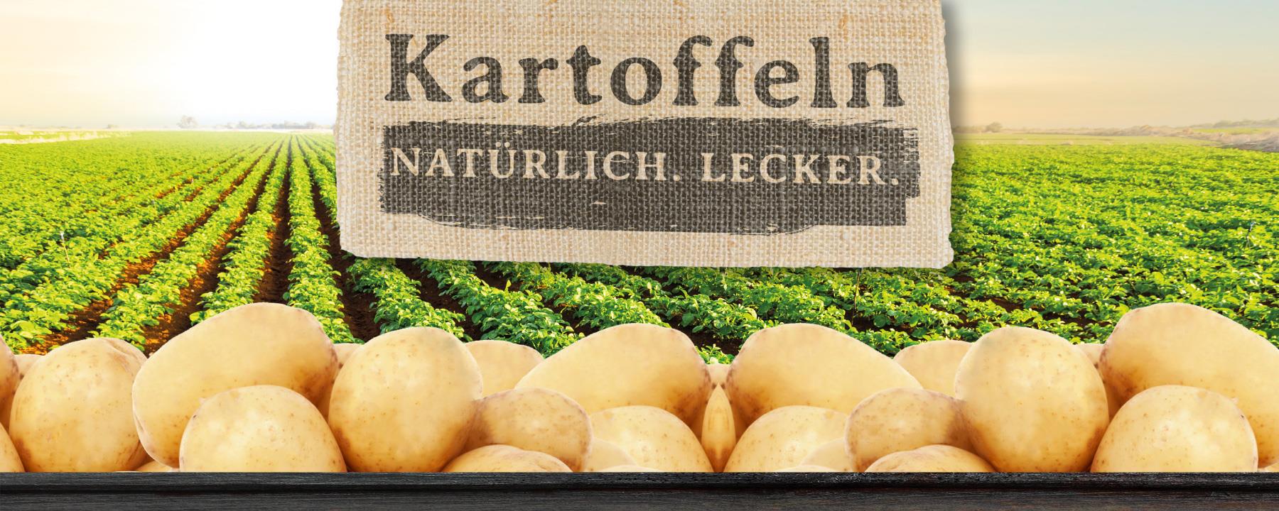 Rollplakat frische Kartoffeln (300 x 120 cm)